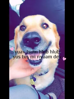 Mi nyuam dev