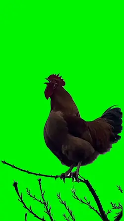 Chicken Screaming