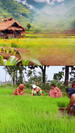 गैरिमा खेतमा 