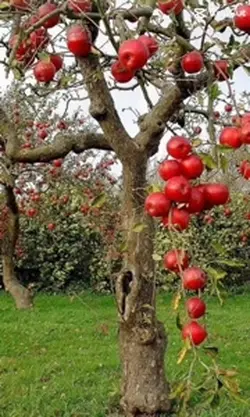APPLE FRUITS