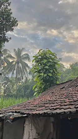 1VID HDJERNIH