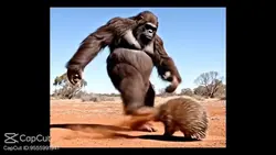 bigfoot x hedgehog