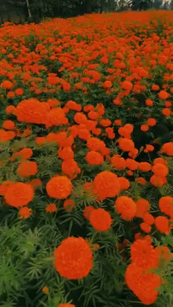 Tihar 