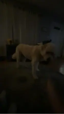 dogggg