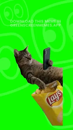 cat eating chips