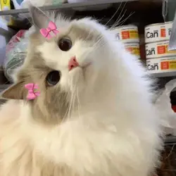 I like you