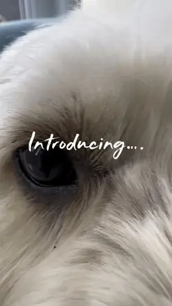 Dog introduction 