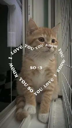 I LOVE MY CAT