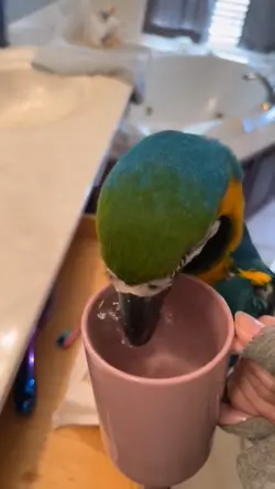 Funny parrot video