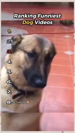 Dog videos