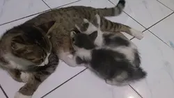 kucing