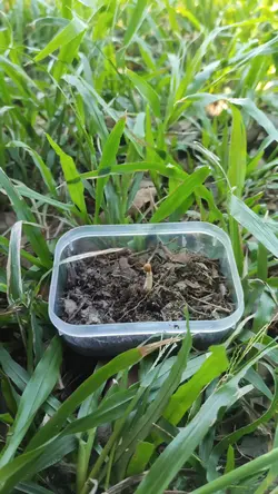 Mẩu lớn nhanh