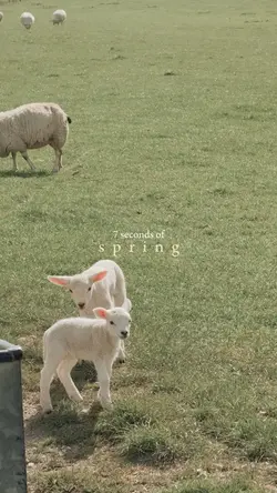 7 seconds of spring