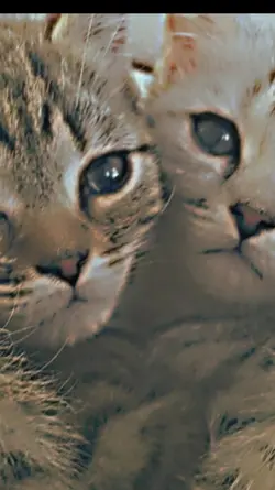 Meow meow 
