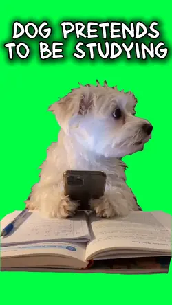 DOG PRETENDS 2 STUDY