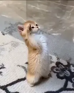 mentahan kucing 