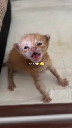 quando eu era neném
