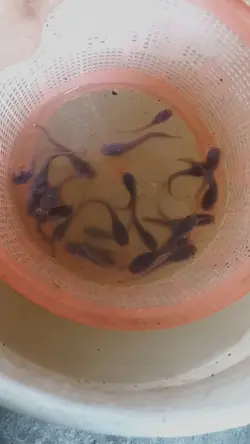 semuaorangbisa