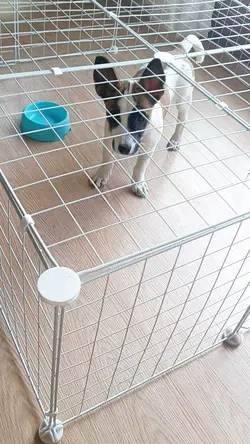 Dog cage