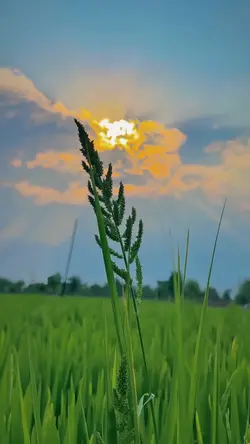 nature aesthetic