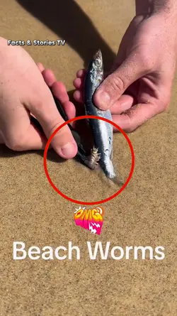 Beach worm 