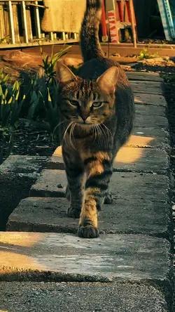 Slowmo Cat Trend