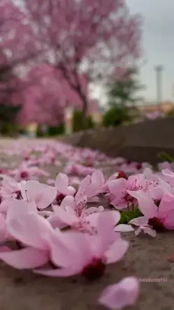 cherry blossom