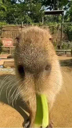 Capybara