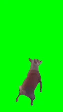 Perrito Perreando
