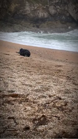 Edit of a seal I saw