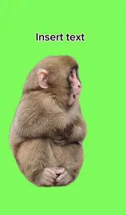 Singe mignon 