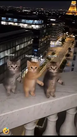 cute cat