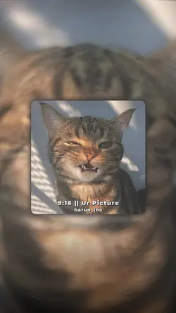DJ LEARN TO MEOW