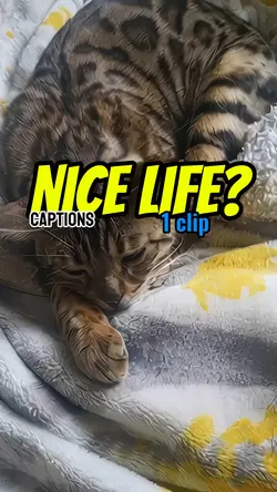 Nice life? 