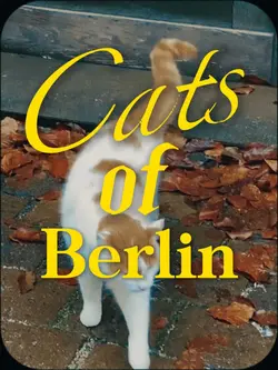 Cats of Berlin🐱