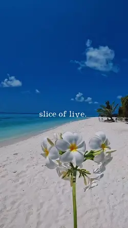 Slice of life