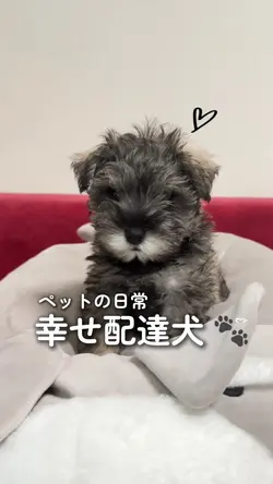 幸せ配達犬🐶