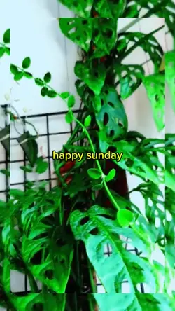 happy sunday 