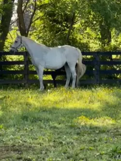 My trainers horse