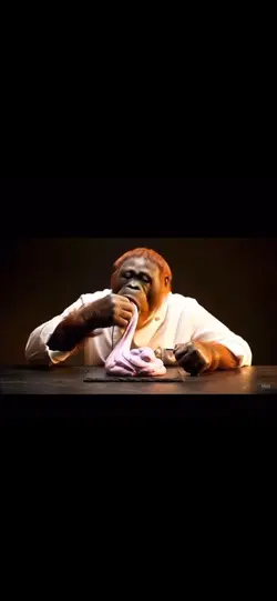 monkey mukbang