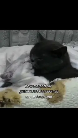 cat romance 