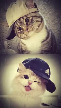 STATUS CAT