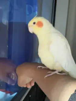 Koktel 🕊️🫶🏻