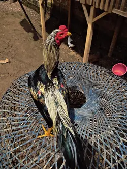 1 foto ayam 