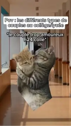 Les chats en cpl 
