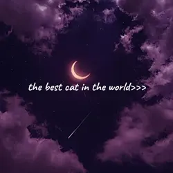 best cat