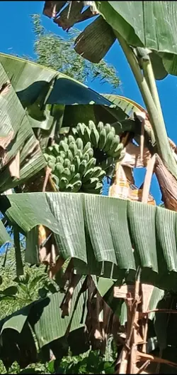 banana