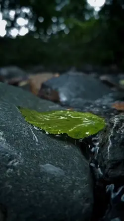 Vid sinematik 