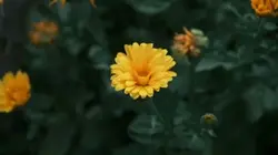 sad song
