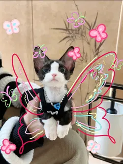 写真一枚